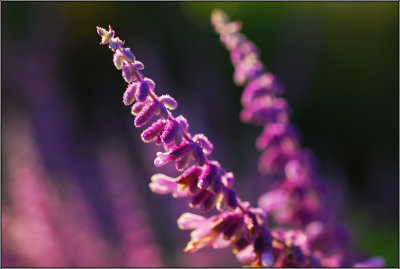 DSC_2236ss.jpg
