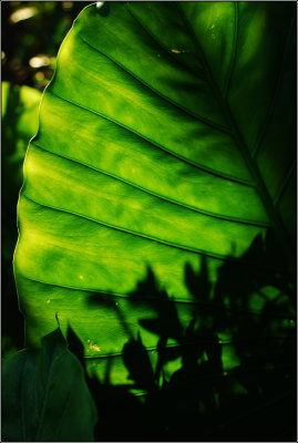 DSC_2244ss.jpg