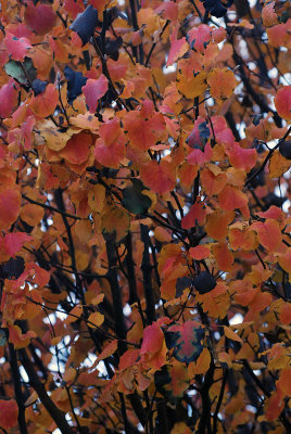 DSC_4188s.jpg