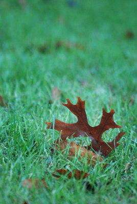 DSC_4204s.jpg