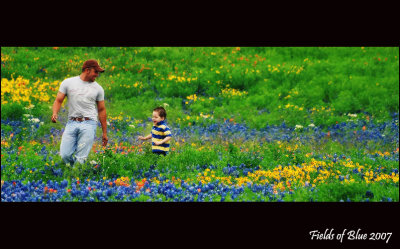 Fields of Blue 2007 - Texas Bluebonnet