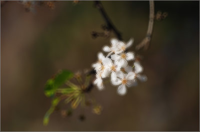 93345683.Zkjyv34b.DSC_6221ss.jpg