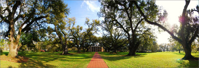 Oak Alley Plantation afternoon sunlight