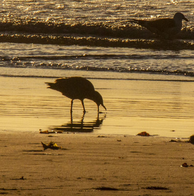ex_seagull_grabbing_food_in_golden_sunset_sand_ocean_cropped_MG_7955.jpg
