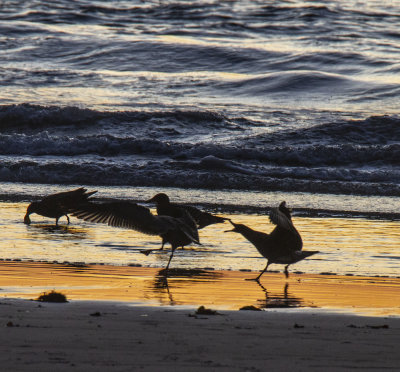 ex_seagull_chase_golden_sunset_beach_MG_8262.jpg