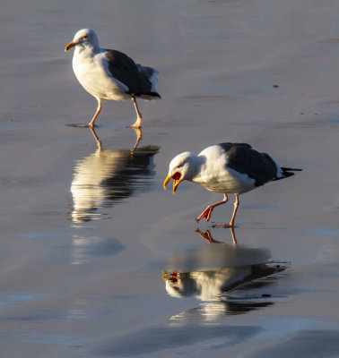 ex_seagulls_reflections_beach_one_with_beak_open_food_hidden__MG_6988.jpg