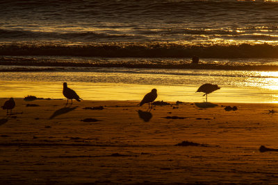 ex_golden_beach_with_seagulls_MG_8071.jpg