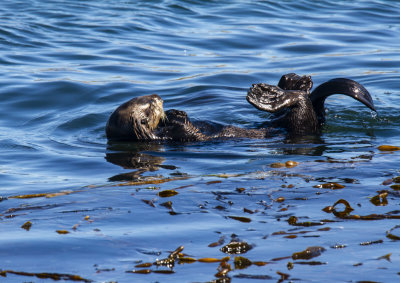 ex_sea_otter_close_up_on_back_legs_tail_out_of_water_eyes_closed_MG_7518.jpg
