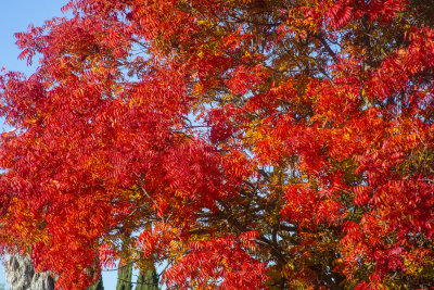 ex!!!! red leaves whole tree fall _Z6A2210.jpg
