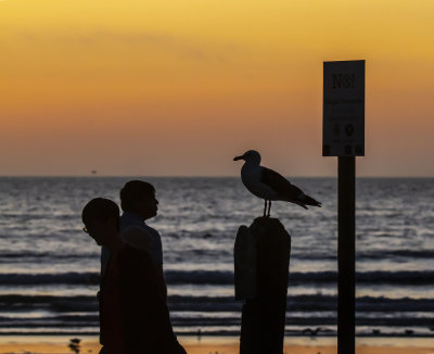 ex!!!! ocean sunset silhoute bird people beach _MG_8301.jpg