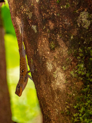 Cabrits National Park, Dominica