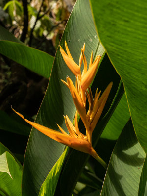 Diamond Falls Botanical Garden - Bird of Paradise