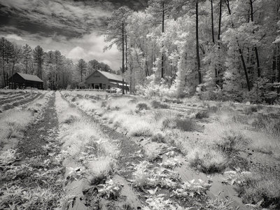 Lavender Oaks Farm - Infrared-11.jpg