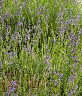 Lavender Oaks Farm-14.jpg