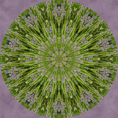 Lavender Oaks Farm - Kaleidoscopes-1.jpg