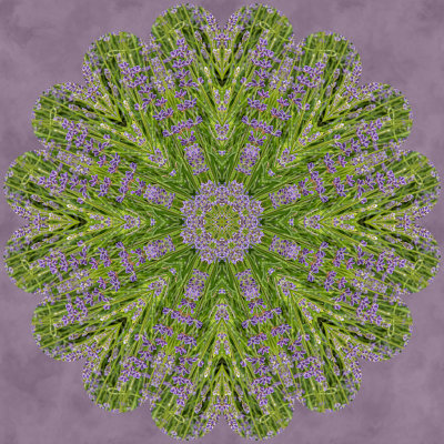Lavender Oaks Farm - Kaleidoscopes-2.jpg