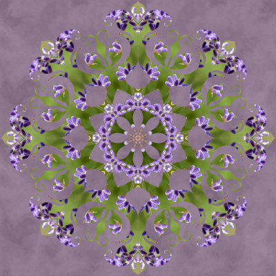 Lavender Oaks Farm - Kaleidoscopes-3.jpg