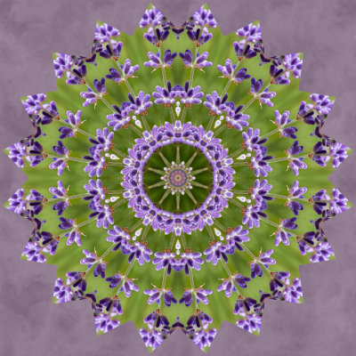 Lavender Oaks Farm - Kaleidoscopes-4.jpg
