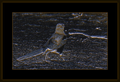 431_=_Magpie_=_529A6538.jpg