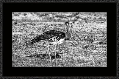 12_=_Grafisk_Kori_Bustard.jpg