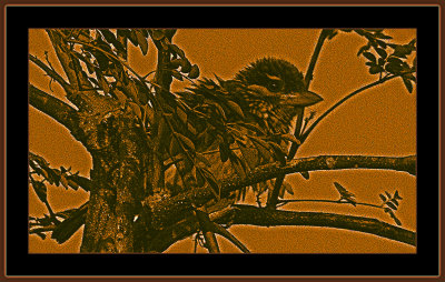 35_=_IMG_7215_=_Brownheaded_Barbet_V2.jpg