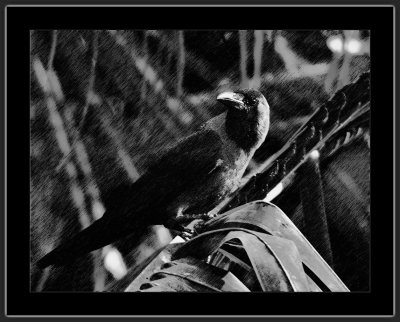 37_=_Indian_house_crow_=_IMG_7624x.jpg