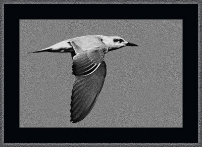 57_=_Gullbilled_Tern_V2.jpg