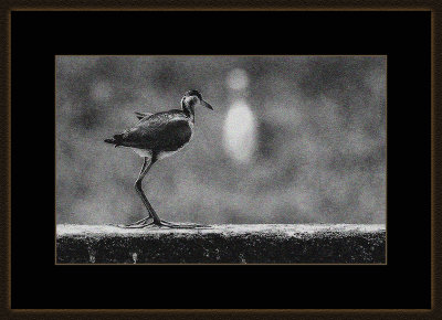 74 = Whitebreasted Waterhen.jpg