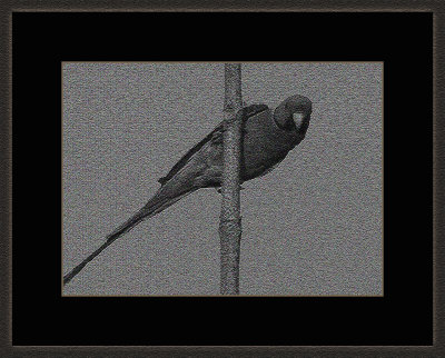75 = Plumheaded Parakeet = IMG_7570 V5.jpg