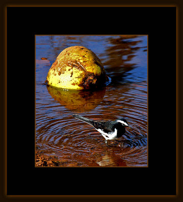 413 =  Indian wagtail and a coconut = IMG_4337.jpg
