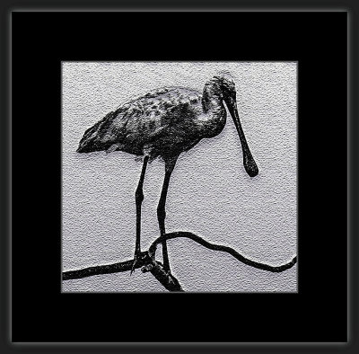 87 = Skjestork = IMG_5855.jpg