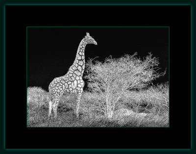 92 = NamibGiraff 107 B.jpg