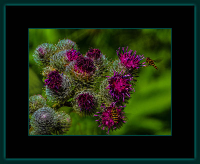  :: :: FLOWERS; TREES, INSECTS AND BUTTERFLIES - FRUIT AS WELL 10 :: ::