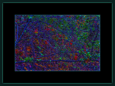 43 = DSCN8181.jpg