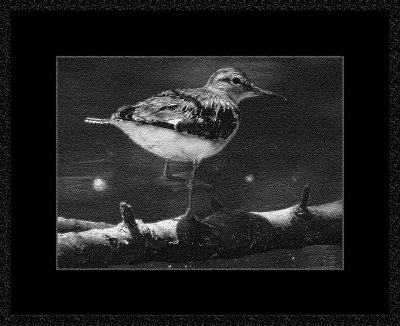 142 = Greater Sand Plover = IMG_2877.jpg