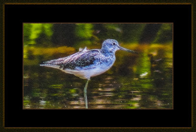 262 = Curlew Sandpiper = IMG_2871 x.jpg