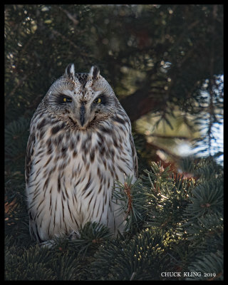 Short-eared Owls / Hiboux des marais
