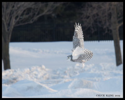 DSC_2638-800.jpg