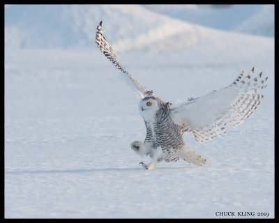 DSC_2643-800.jpg