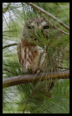Saw-Whet Owl /Petite nyctale
