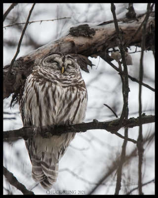 Barred Owl / Chouette raye