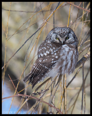 Boreal Owl / Nyctale de Tengmalm