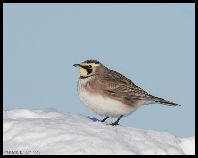 _DSC7154-800.jpg