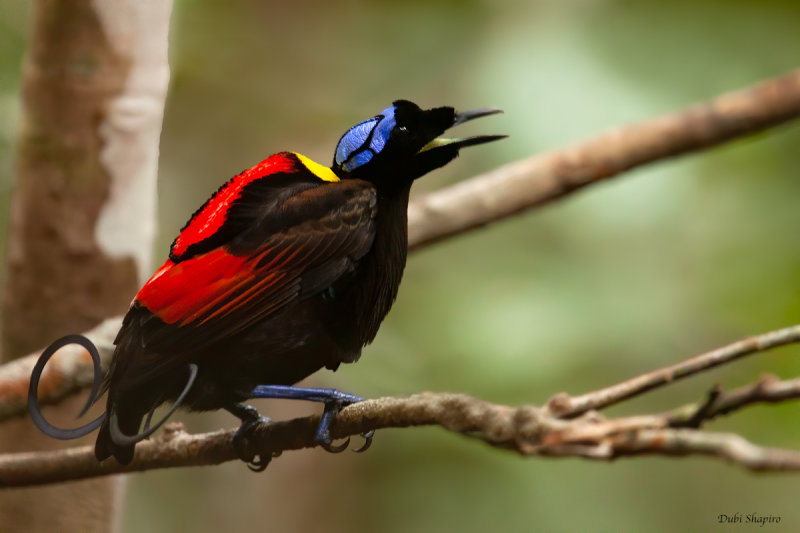 Wilson's Bird-of-paradise 