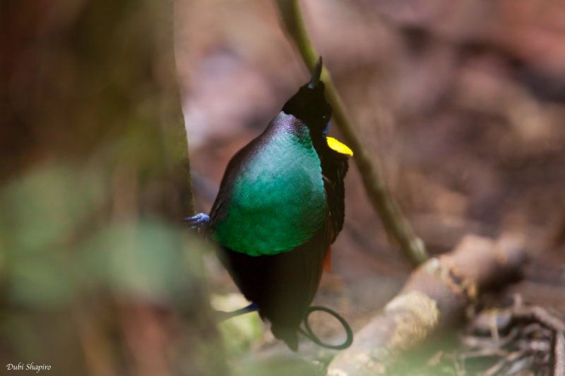 Wilson's Bird-of-paradise