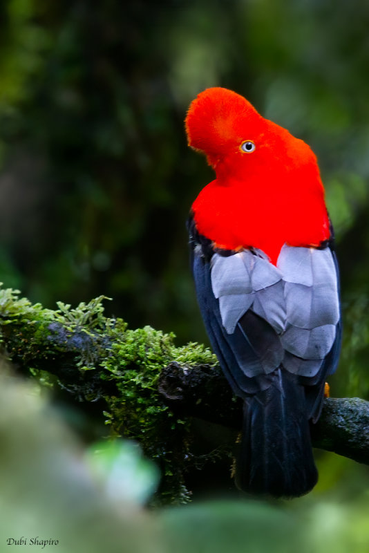 Andean Cock-of-the-rock