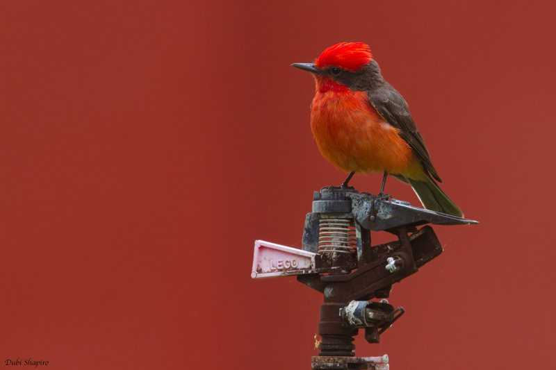 Vermilion Flycatcher