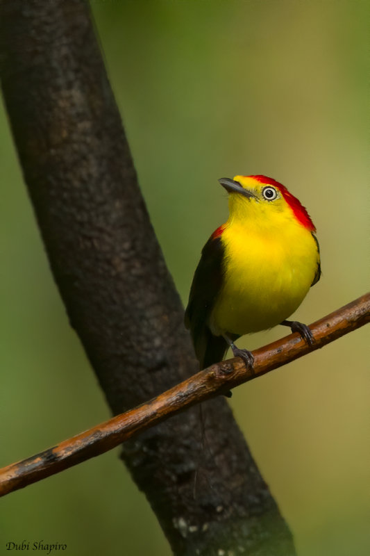 Wired-tailed Manakin  