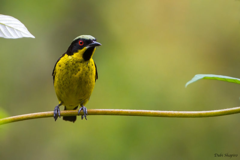 Yellow-bellied Dacnis