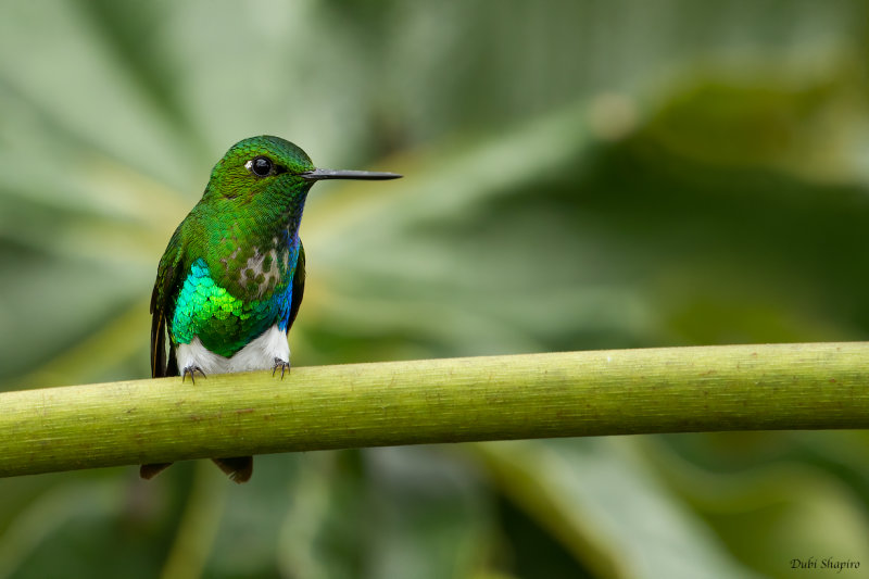 Emerald-bellied Puffleg  